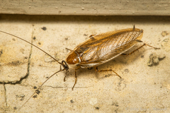 Ectobius lucidus