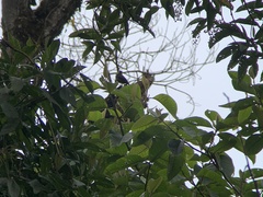 Myiotheretes fumigatus