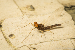 Ephemerella