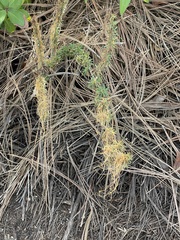 Cuscuta pacifica