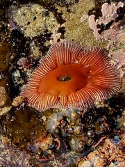 Epiactis prolifera