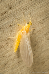Ephemerella