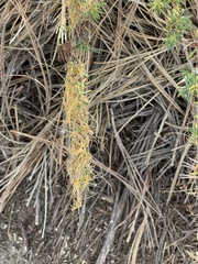 Cuscuta pacifica
