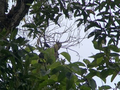 Myiotheretes fumigatus