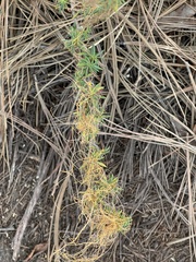 Cuscuta pacifica