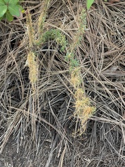 Cuscuta pacifica