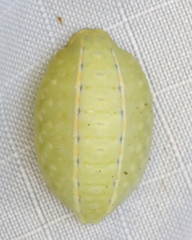 Apoda y-inversa