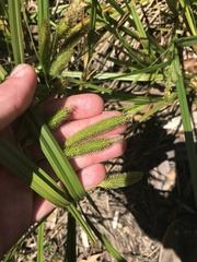 Carex fascicularis