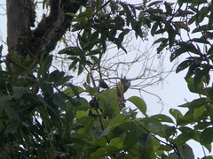 Myiotheretes fumigatus