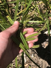 Carex fascicularis