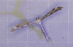 Hellinsia inquinatus