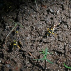 Sceliphron caementarium