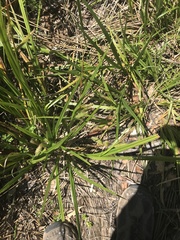 Carex fascicularis