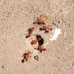 Pogonomyrmex maricopa
