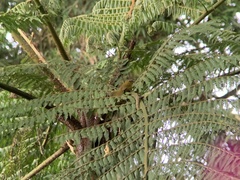 Kleinothraupis atropileus