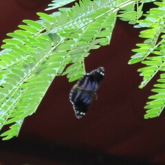 Myscelia ethusa ethusa