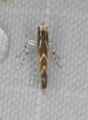 Parectopa pennsylvaniella