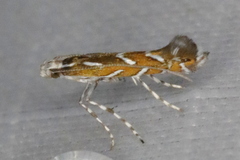 Parectopa pennsylvaniella