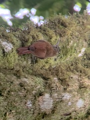 Lepidocolaptes lacrymiger