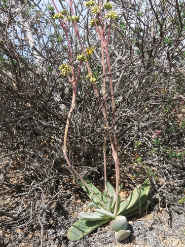 Crassula subacaulis