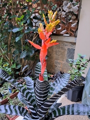 Aechmea chantinii