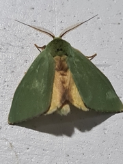 Lepidoptera