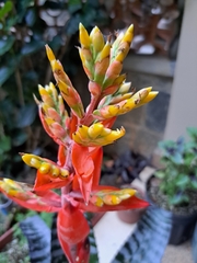 Aechmea chantinii