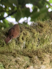 Lepidocolaptes lacrymiger