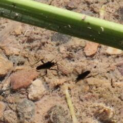 Gerromorpha