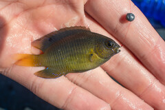 Stegastes leucostictus