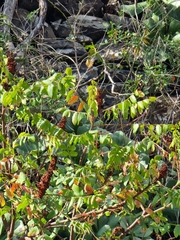 Rhus coriaria image