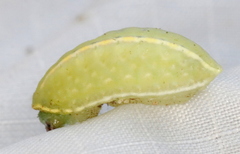 Apoda y-inversa