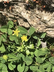 Ranunculus amphitrichus