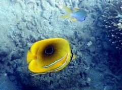 Chaetodon bennetti