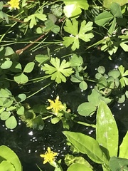 Ranunculus amphitrichus