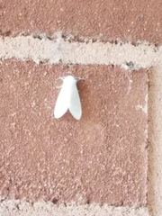 Spilosoma congrua