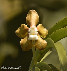 Vanda wightii
