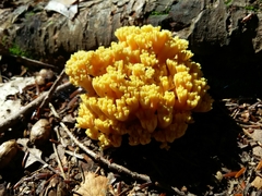 Ramaria flava