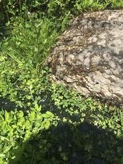 Ranunculus amphitrichus