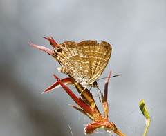 Theclinesthes onycha