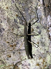 Libethra