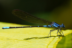 Argia terira