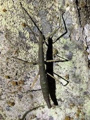 Libethra