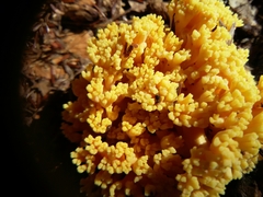Ramaria flava
