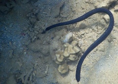 Emydocephalus annulatus