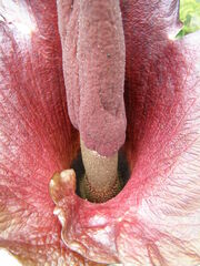 Amorphophallus konjac