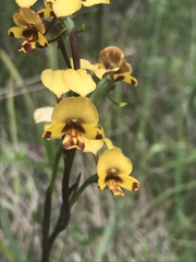 Diuris semilunulata