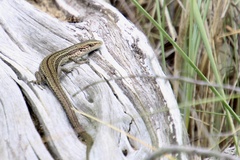 Pseudemoia entrecasteauxii