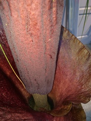 Amorphophallus konjac