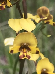 Diuris semilunulata